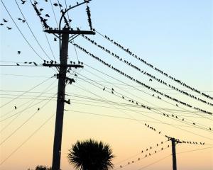 Dunedin boutique electricity retailer Payless Energy moving up the ranks; pictured, starlings on...