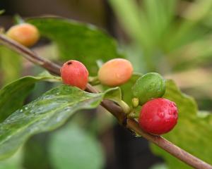 Arabica coffee beans, growing at the Dunedin Botanic Garden. PHOTO: LINDA ROBERTSON