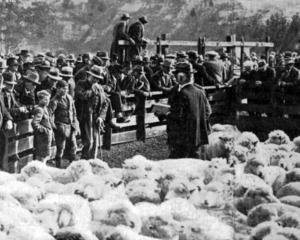 Buyers inspect the sheep prior to the clearing sale at Mount Royal, near Palmerston. — Otago...