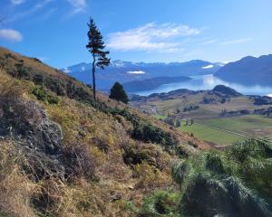 A large wilding pine tree, without its lower branches, was being felled by arborists on Roy’s...