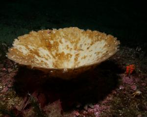 A marine sponge in the process of becoming bleached because of warming waters. Photos: James Bell