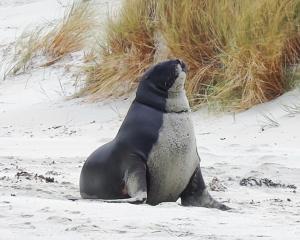 Two similar cases of a sea lion snared in fishing line occurred on Otago beaches in 2022, one of...
