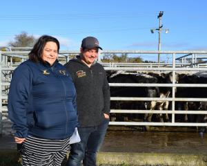 Farmer Suzie Roy and her son Lachie and some of the steers they offered at the Balclutha Cattle...