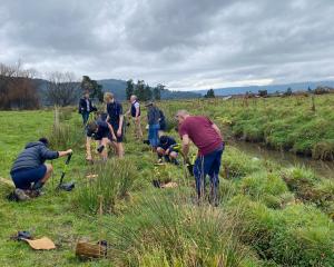 A planting day in Hokitika. PHOTO: ODT FILES