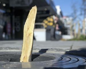 One of three beech trees snapped in George St in an act of apparent vandalism. The Dunedin City...