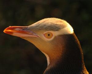 Hoiho are currently in second place for bird of the year. PHOTO: STEPHEN JAQUIERY