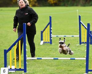 Vicky Fox, of Dunedin, puts her miniature schnauzer Ayla (Lala) through her paces at the Otago...