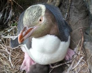 A hoiho, or yellow-eyed penguin. Photo: Barry Atkinson