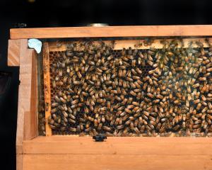 Dunedin Beekeepers Club president and apiarist Brian Ellis with his indoor hive which will be on...