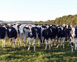 Mastitis is estimated to cost the New Zealand dairy industry about $180 million each year. PHOTO:...