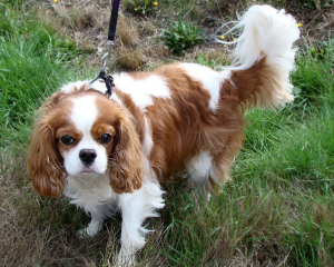 A Cavalier King Charles dog. Photo: Wikimedia Commons