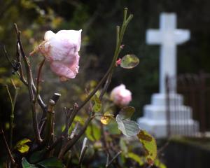 Dunedin is well-served with cemeteries and the Northern and Southern cemeteries are the resting...