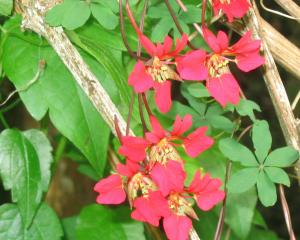 The Chilean Flame Creeper leaf beetle could be a solution to slowing the spread of an invasive...