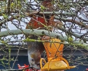 A kākā has been spotted in Waikaia, having been there for the past few months. PHOTO: SUPPLIED