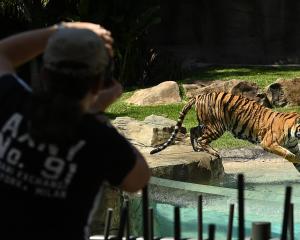 A tourist photographs a tiger at the Gold Coast theme park Dreamworld. File photo: Getty Images