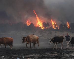 A farmer moves his cattle away from an encroaching wildfire near Ankara, Turkey last month. Photo...