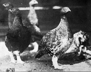 The first live grouse brought to New Zealand, donated by Lady Liverpool, to be liberated in...