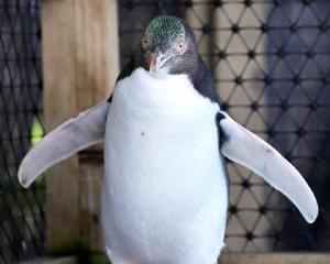 A yellow-eyed penguin, named Bird of the Year 2024, receives care at the Dunedin Wildlife...