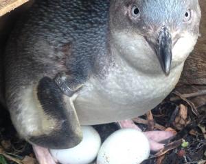 Kaikōura’s little penguins are in need of a helping hand. Photo: Supplied by Kaikōura Ocean...