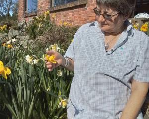 National Daffodil show committee convener Laura Shefford admires a daffodil in her garden in Te...