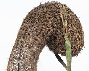 The nest of a weaver bird (until recently identified to family level as Ploceidae) that was...