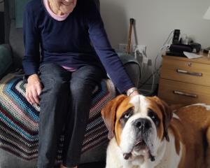 Oamaru Observatory Village resident Ella Lamb enjoys some time with visiting St Bernard, Luca....