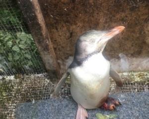 This juvenile yellow-eyed penguin (hoiho), suffering a possible dog bite, was rescued at...