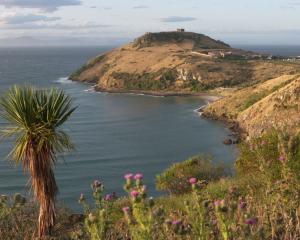 Otago Peninsula. Photo: NHK