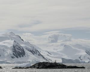 At this stage, Antarctic penguins did not seem to be affected by the deadly virus,  Massey...