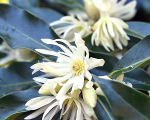 Illicium majus at Dunedin Botanic Garden. PHOTO: PETER MCINTOSH