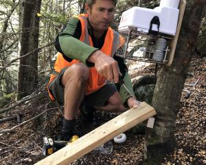 Southern Lakes Sanctuary technical and field adviser Phil Green sets up an AT220 trap at Bob’s...