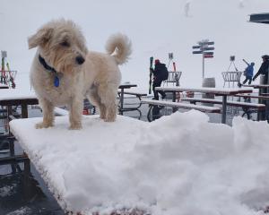 Coronet Peak manager Nigel Kerr’s dog, Oscar, feels the impact of the snow which arrived on the...