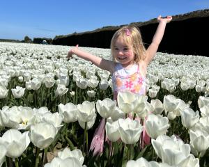 Tessa Titchmarsh frolicks in a tulip paddock near Edendale during Labour Weekend last year. PHOTO...