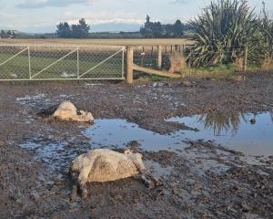 Footage of dead and dying sheep on a Southland farm was captured by a member of the public at the...