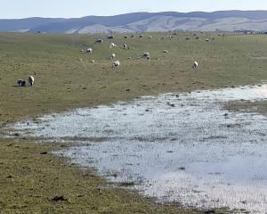 Difficult weather conditions in Southland are taking a toll on stock and farmers. PHOTO: LUISA GIRAO