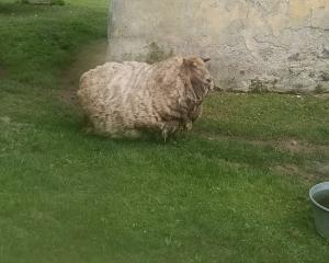 An East Friesian sheep set to be shorn by John Barker in the Czech Republic. PHOTOS: SUPPLIED