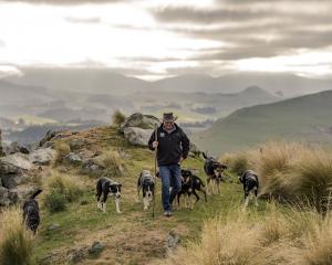 John Chittock and his dogs on Jeff Farm. Photos: Image Photography