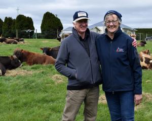 Ashvale Jerseys stud owners Rodney and Jocelyn Dobson, of Gropers Bush, at their on-farm bull...