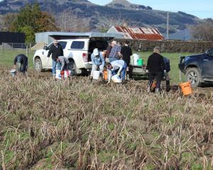 Taieri Rotary Club members and volunteers harvest potatoes from a Taieri property recently for...