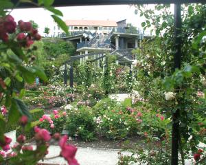 The Trevor Griffiths Rose Garden will be in full bloom for the festival. PHOTO: COURIER FILES
