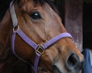 Thistle, who is in fine fettle to resume racing at Riccarton. Photo by Tayler Strong.