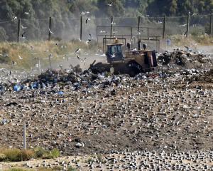 Black backed gulls fly as rubbish is bulldozed at the Dunedin city tip face. PHOTO: STEPHEN JAQUIERY