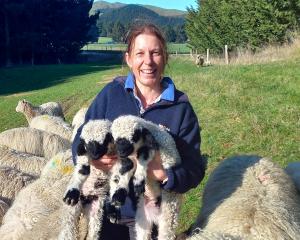 South Canterbury farmer Tracey Hurst and two of her Valais blacknose progeny. PHOTO: SALLY RAE