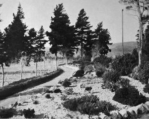 A new path curves through the veronica border of 130 varieties in the upper Dunedin Botanic...