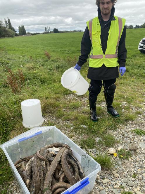 Showing some of the eels found dead during a clean up of the Low Burn stream is volunteer and...