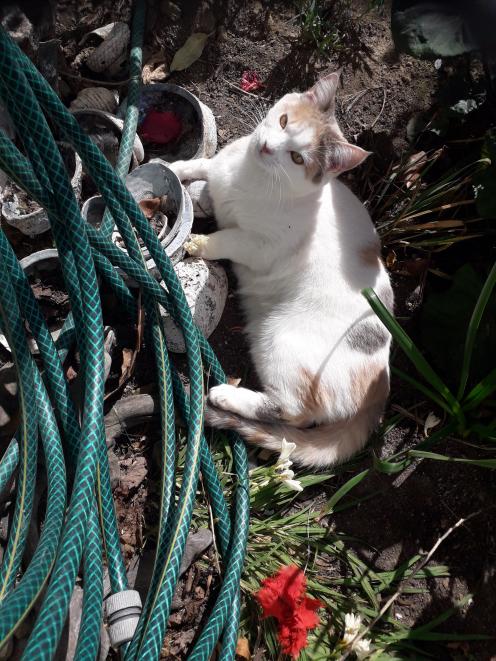 Pippa went missing on July 15 and her owners feel for the wellbeing of other cats in the...