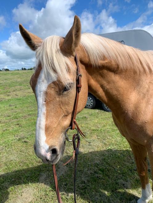 A vegetation blaze at Dalefield early today terrified Louie, an 18-year-old retired eventing...