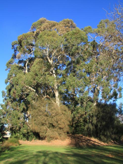 The gum trees at the Oamaru Public Gardens. PHOTO: HAMISH MACLEAN