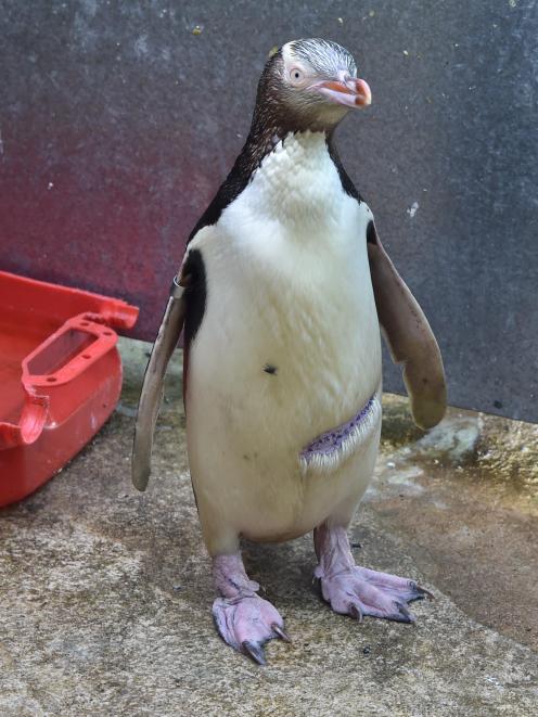 Buster has been taken to the rehabilitation centre at Penguin Place at Harington Pt with six other yellow-eyed penguins in need of fattening up. Photo: Craig Baxter