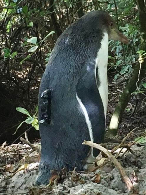 The yellow-eyed penguins have been fitted with a satellite tag attached to their lower backs. ...